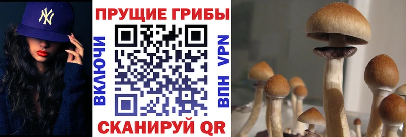Псилоцибиновые грибы GOLDEN TEACHER  Купить  Лениногорск 